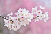 【フジファブリック】メジャーデビューシングルとしてリリースされた「桜の季節」に込められた想いを読み解く